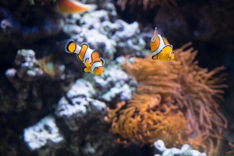 Oceanarium - Lisbon's aquarium