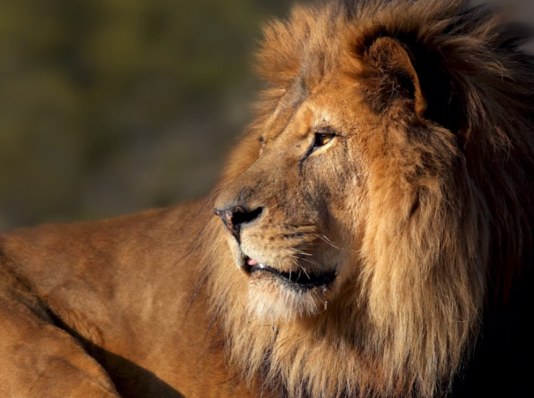 O zoológico de Paris é uma atração imperdível