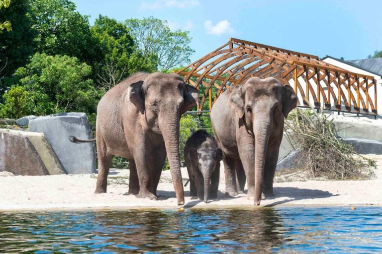 Artis Royal Zoo