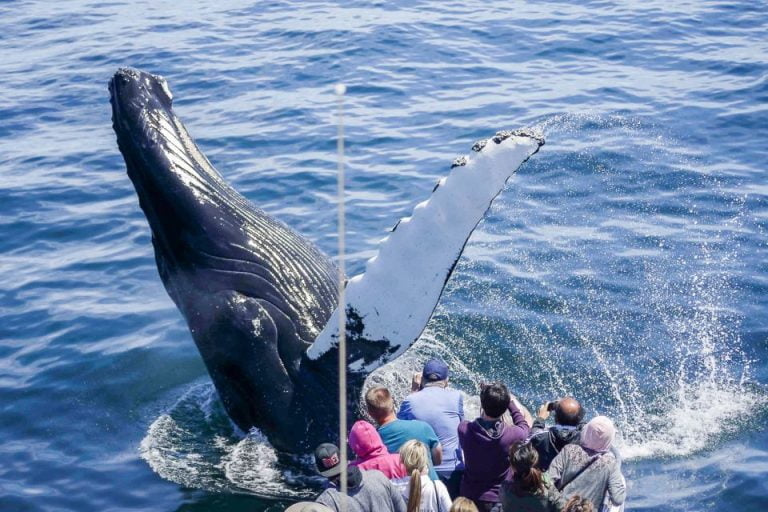 Boston: Whale Watching Catamaran Cruise