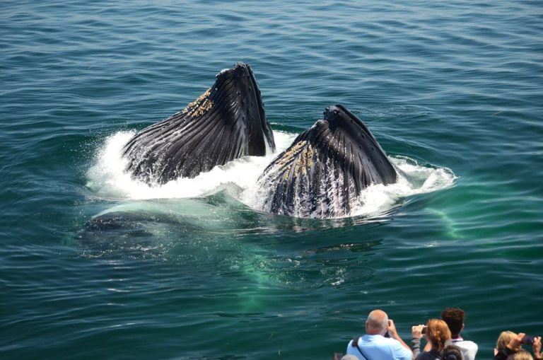 Boston: Whale Watching Catamaran Cruise