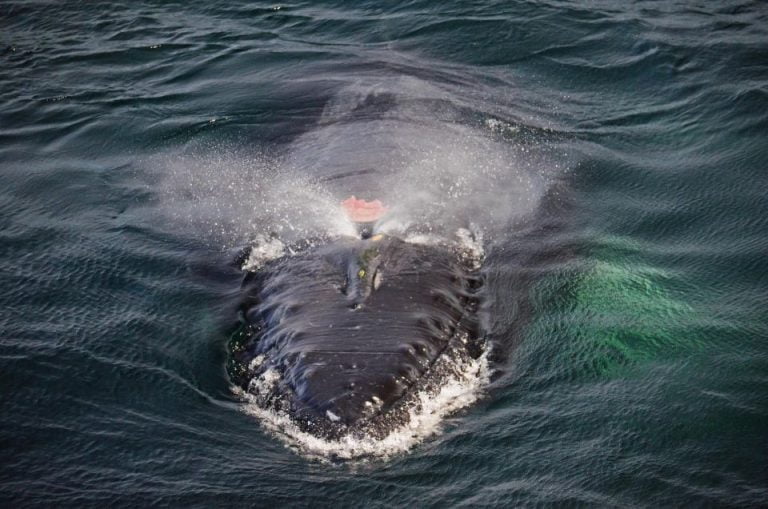 Boston: Whale Watching Catamaran Cruise