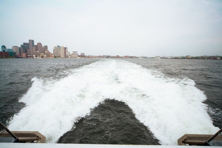 Boston: Whale Watching Catamaran Cruise