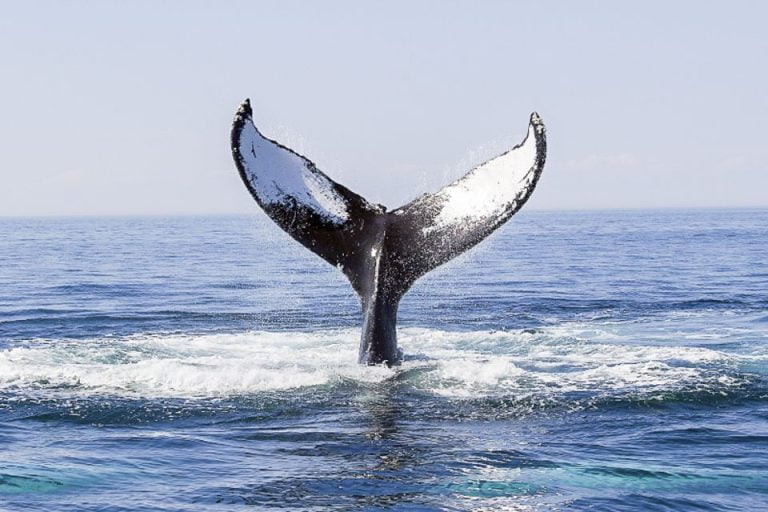 Boston: Whale Watching Catamaran Cruise