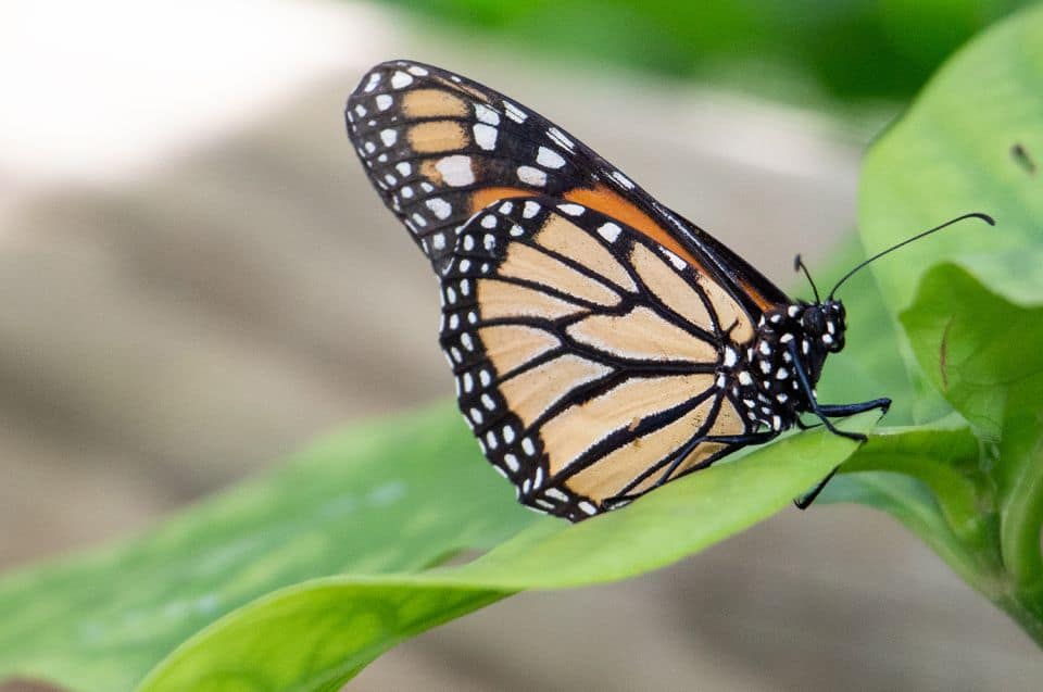 Australian Butterfly Sanctuary