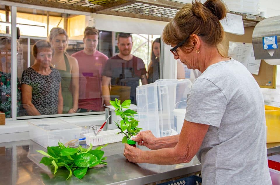 Australian Butterfly Sanctuary