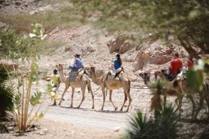Camel Ranch Eilat