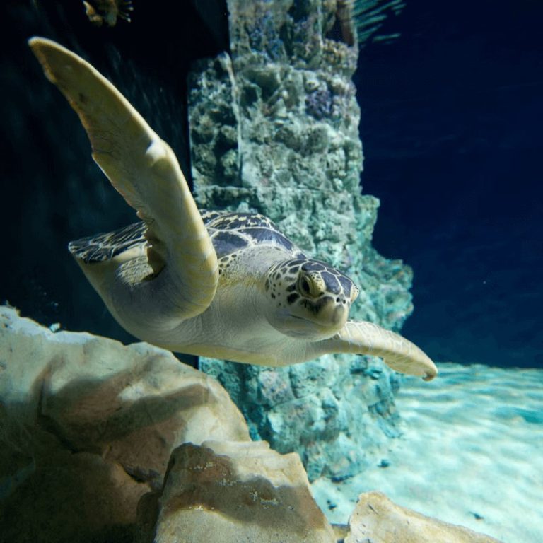 Aquarium van Livorno