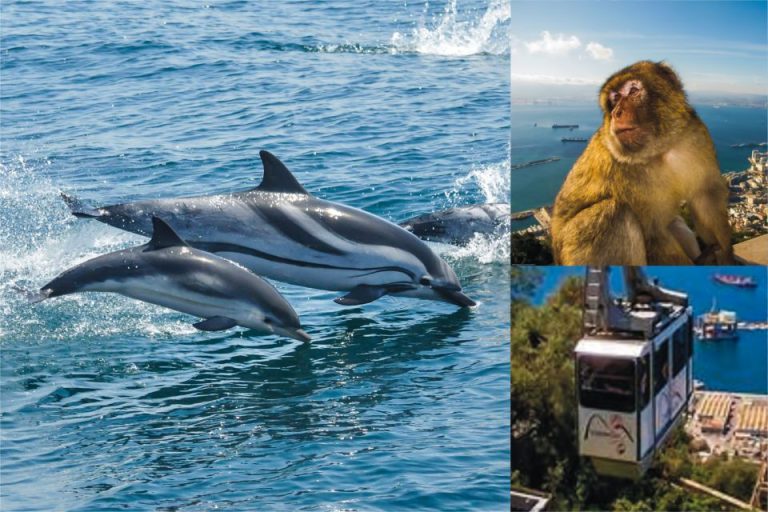 Gibraltár: Dolphin Watch Cruise & Cable Car Fast Track Combo