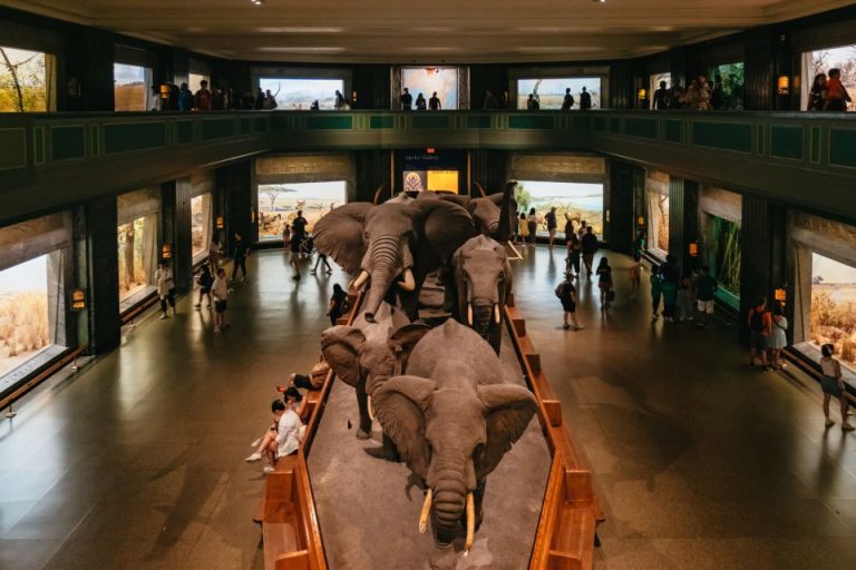 مدينة نيويورك: تذكرة المتحف الأمريكي للتاريخ الطبيعي