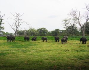 Sri Lanka